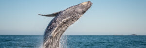Picture of a whale sighting on a Maine whale watching tour.